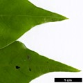 SpeciesSub: var. ligustrifolium